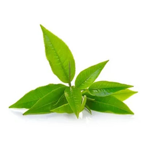 Зеленое чайное масло