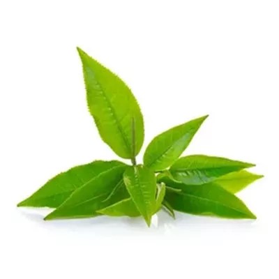 Эфирное масло зеленого чая: натуральный антиоксидант для здоровья и красоты