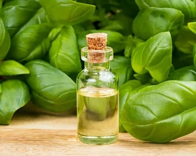 Преимущества и использование эфирного масла базилика